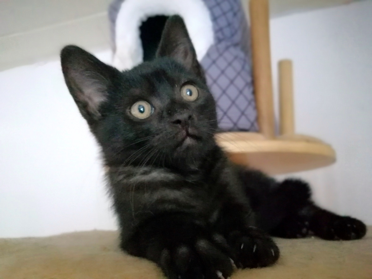 eine kleine schwarze Katze liegt auf einem braunen Kissen und schaut mit großen Augen in die Kamera, Nahaufnahme