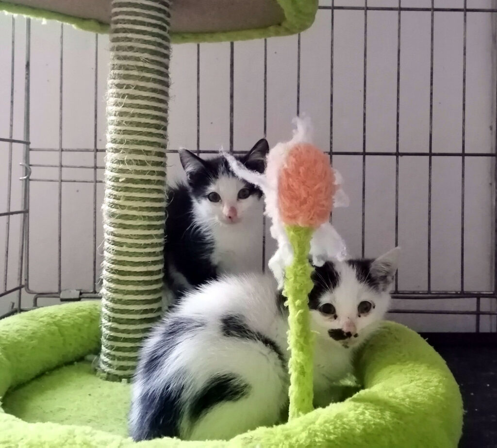 zwei kleine weiß-schwarze Kitten auf einem hellgrünen Krantzbaum in einem Katzengehege