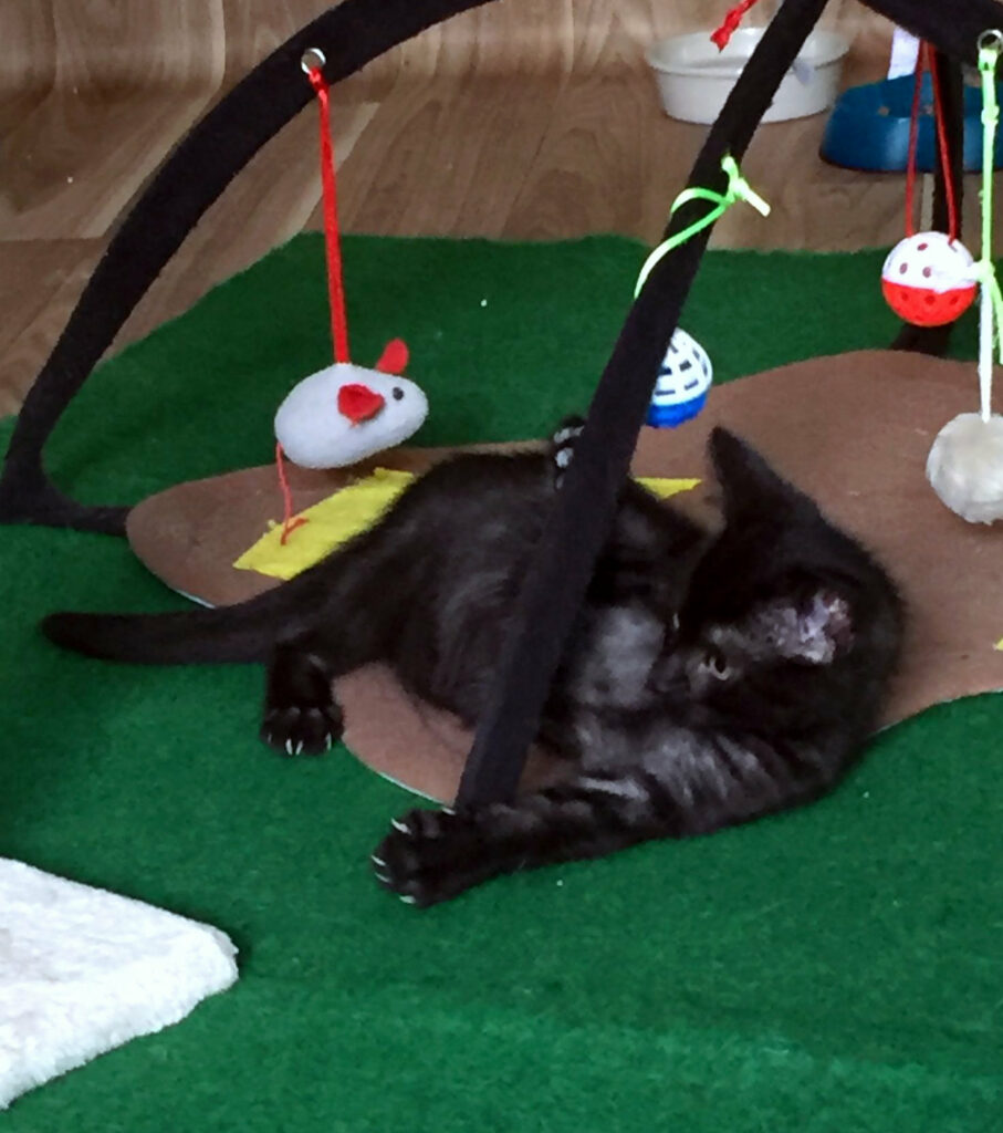 eine kleine schwarze Katze liegt unter einem Katzenspielzeug