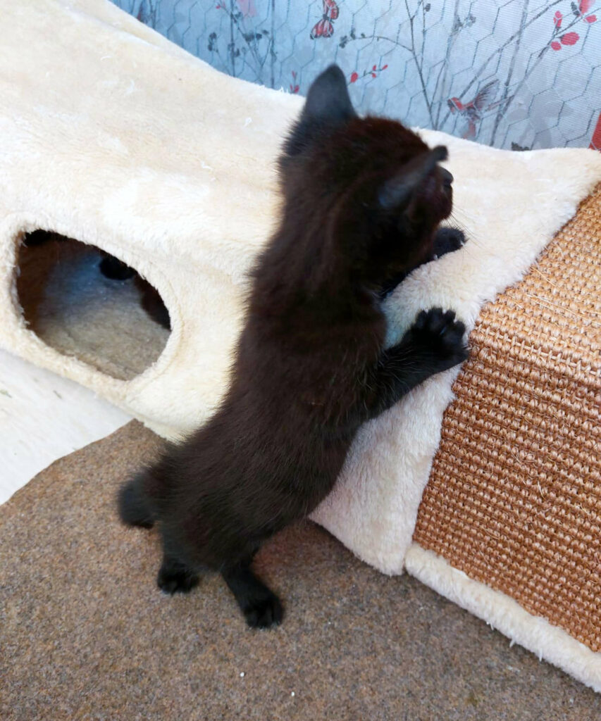 eine kleine schwarze Katze steht auf den Hinterbeinen, mit den Vorderbeinen hält sie sich an einem Katzentunnel