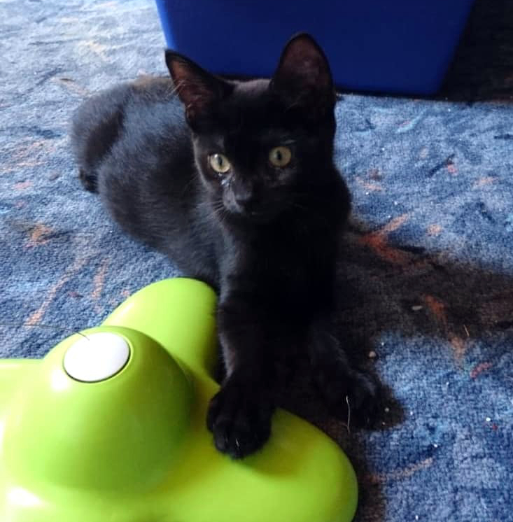 eine kleine schwarze Katze liegt auf blauem Teppichboden, eine Pfote auf ein grünes Spielzeug gelegt