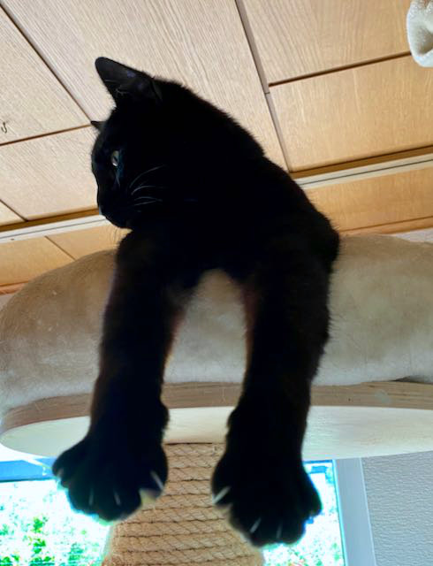 eine schwarze Katze auf der Liegefläche eines Kratzbaumes, die Vorderbeine hängen über den Rand