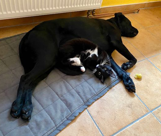 eine schwarz-weiße Katze und ein schwarzer Hund dicht beieinander liegend auf einer Decke