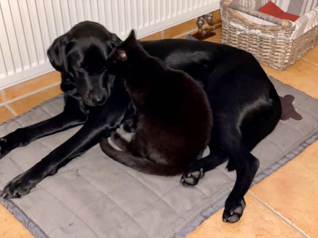 eine schwarze Katze und ein schwarzer Hund dicht beieinander auf einer Decke
