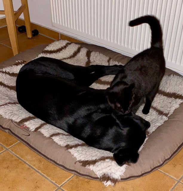 eine schwarze Katze steht neben einem liegenden schwarzen Hund