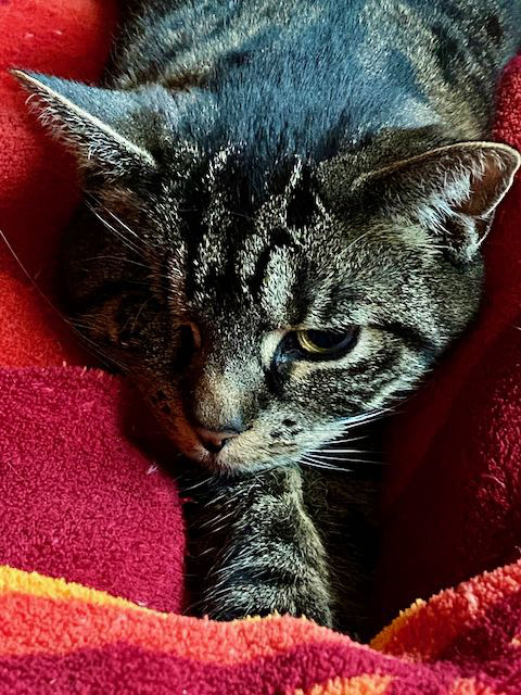 eine getigerte Katze liegt auf einer roten Decke, ein Bein nach vorn gestreckt