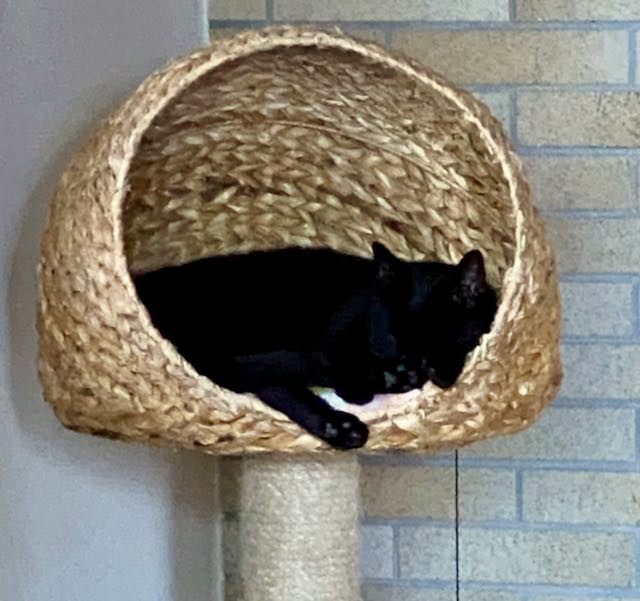 eine schwarze Katze liegt in einer Katzenhöle