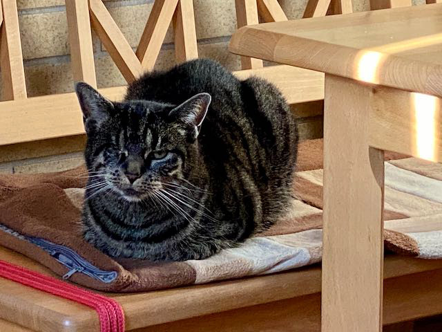 eine getigerte Katze liegt auf einer Holzbank