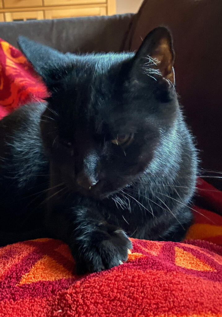 eine schwarze Katze liegt auf einer roten Decke