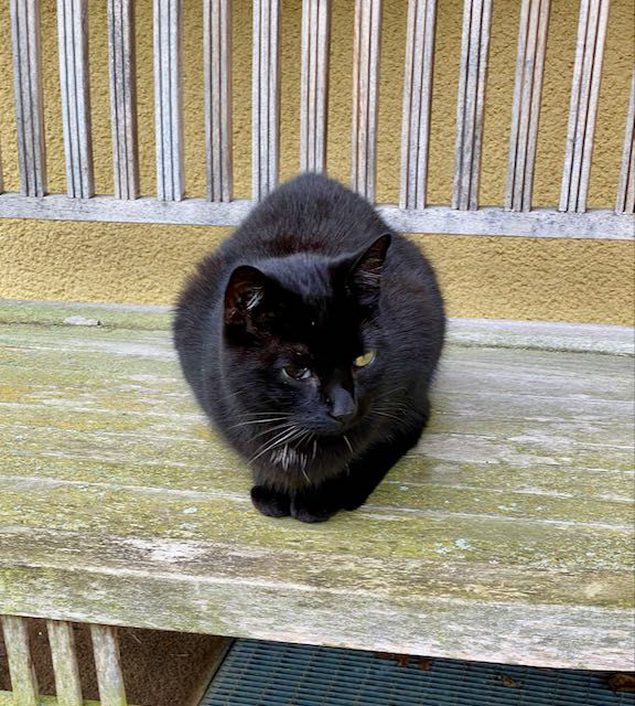 eine schwarze Katze auf einer Gartenbank, Ansicht von vorne