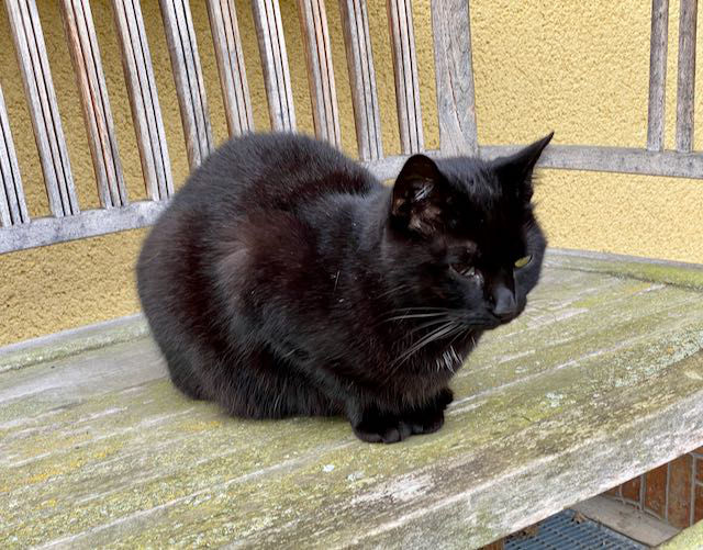 eine schwarze Katze sitzt auf einer Gartenbank
