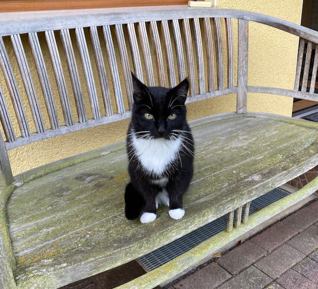 eine schwarz-weiße Katze sitzt auf einer Gartenbank