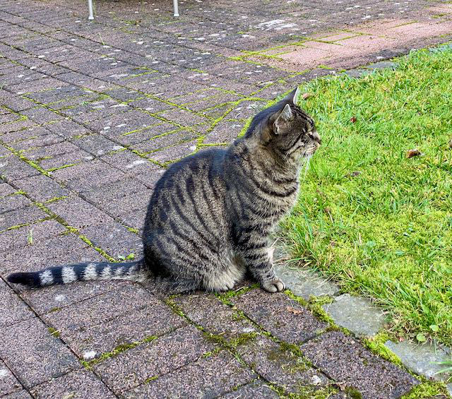 eine getigerte Katze sitzt auf einem Gartenweg