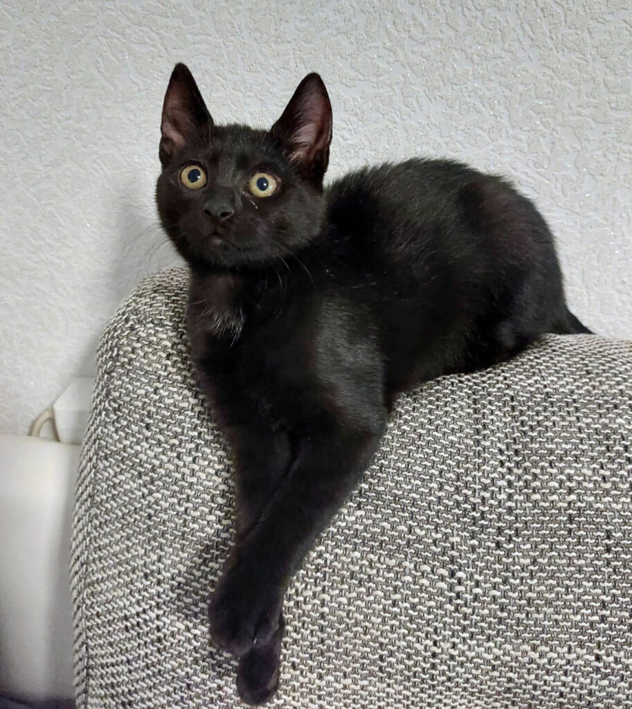 eine kleine schwarze Katze auf einem Kissen, schaut mit großen Augen nach oben