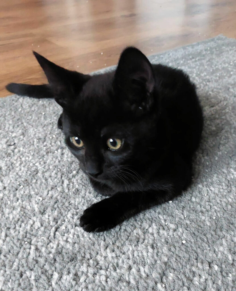 eine kleine schwarze Katze liegt auf einem Teppich, schaut nach unten