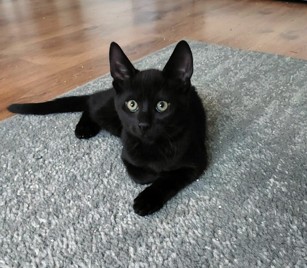 eine kleine schwarze Katze liegt auf einem grauen Teppich