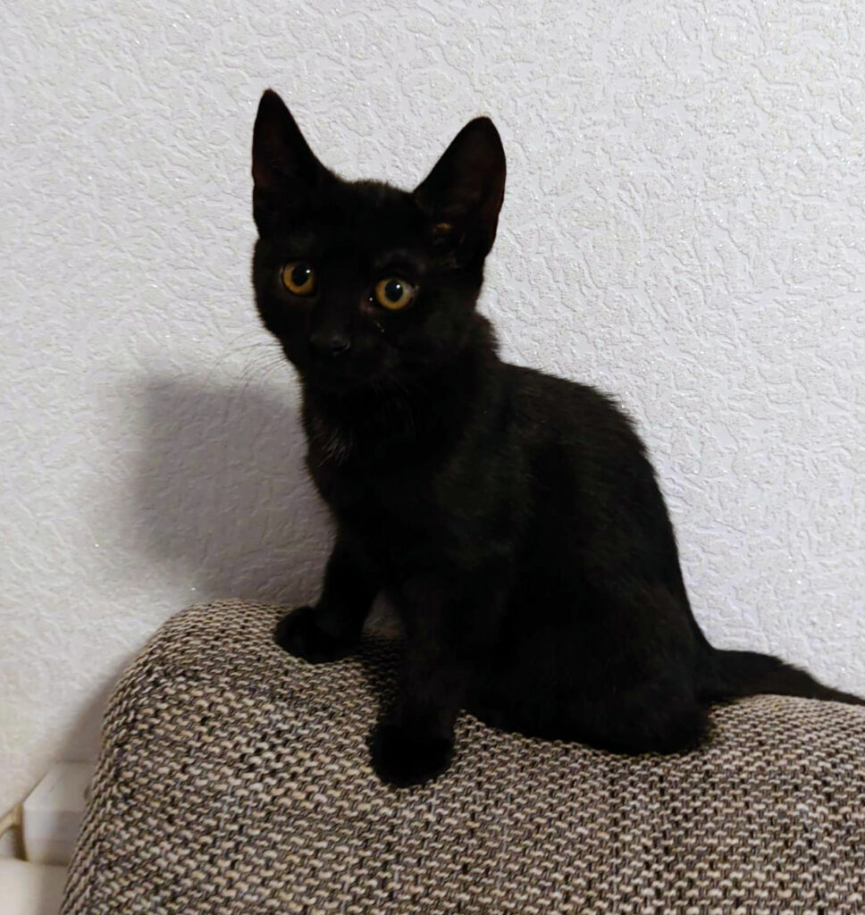 eine kleine schwarze Katze auf einem braunen Sitzkissen
