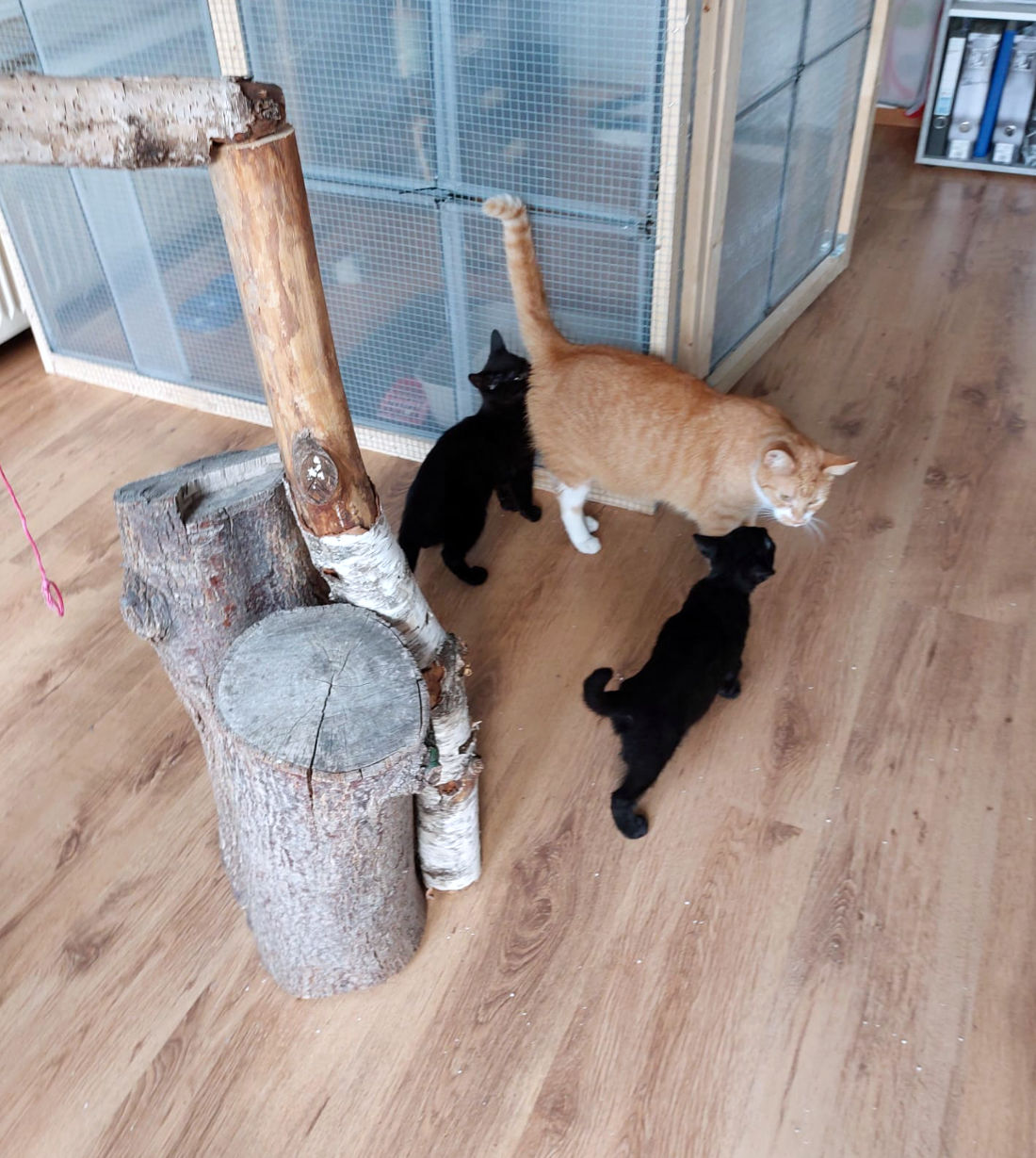 zwei kleine schwarze Katzen mit ihrer rot-getigerten Mutter vor einem Katzengehege