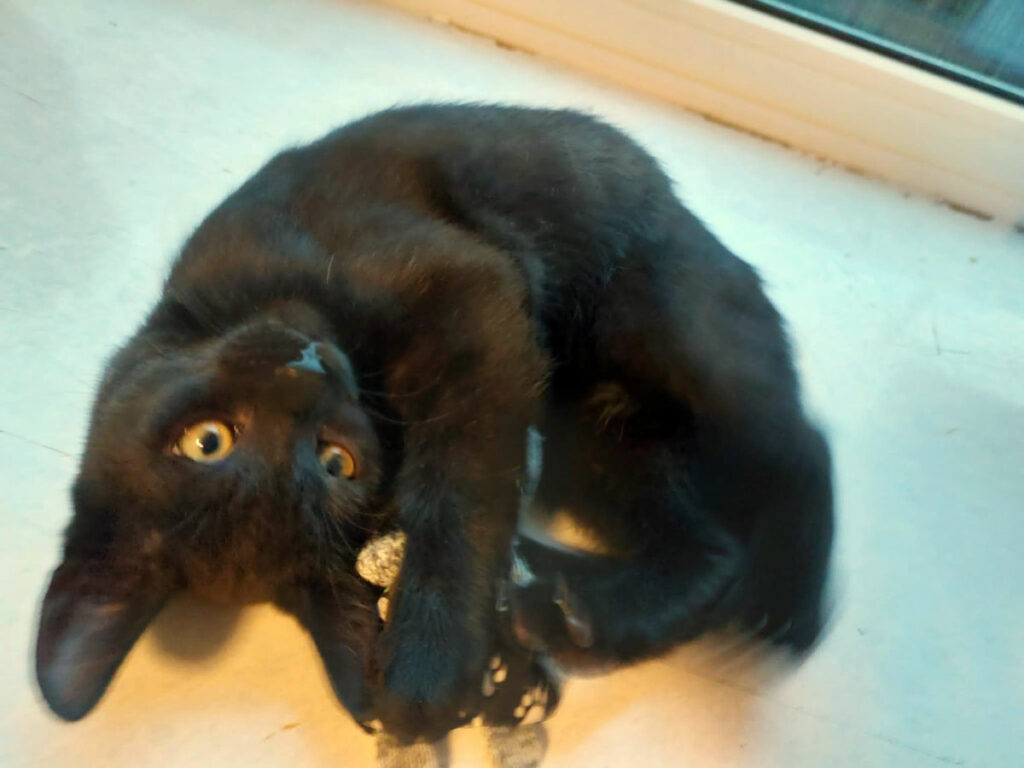 eine kleine schwarze Katze liegt auf einer Fensterbank