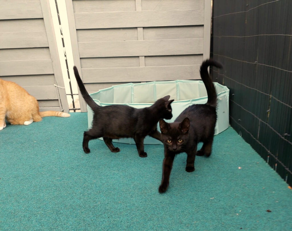 zwei kleine schwarze Katzen laufen auf grünem Untergrund, im Hintergrund ein Holzzaun