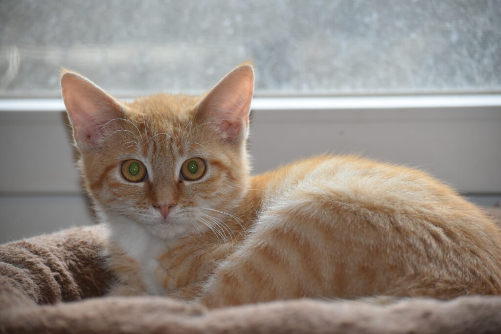 ein kleiner rot-weißer Kater auf einem Kissen vor einem Fenster, schaut in die Kamera