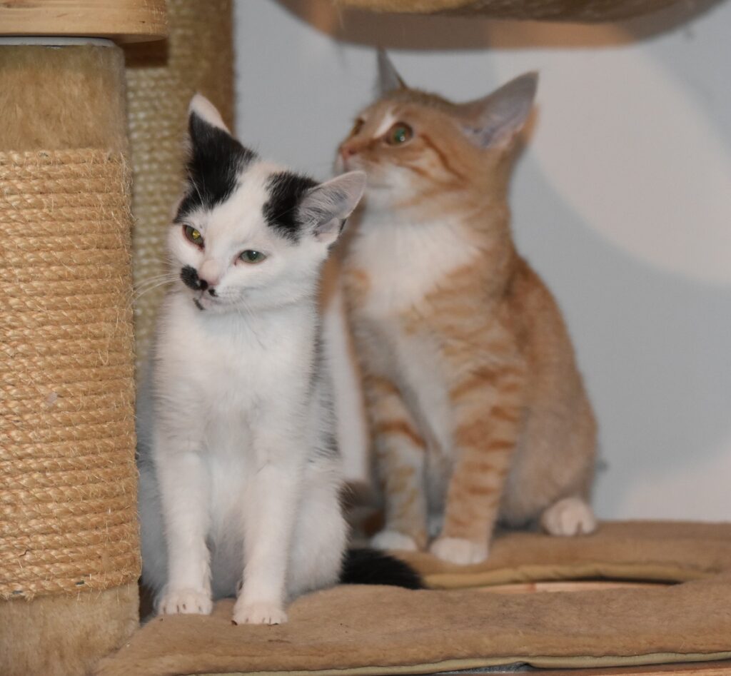 eine kleine weiß-schwarze Katze und ein rot-weißer Kater sitzen dicht beieinander auf einem Kratzbaum