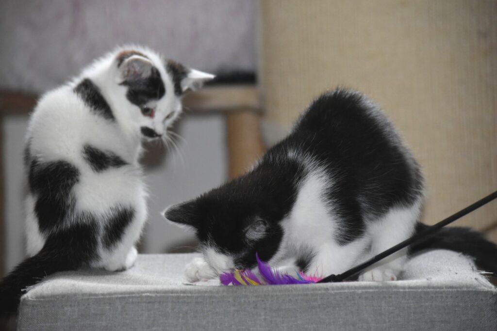 zwei kleine schwarz-weiße Katzen, eine ist mit einem Spielzeug beschäftigt, die andere schaut interessiert zu