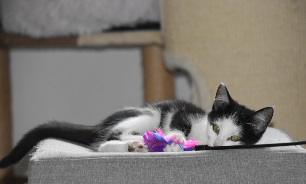eine kleine schwarz-weiße Katze in Seitenlage auf einer Liegefläche, vor ihr ein Spielzeug