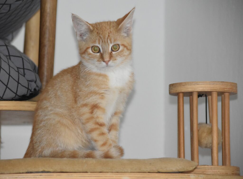 ein kleiner rot-weißer Kater sitzt auf einem Kratzbaum, schaut zur Kamera