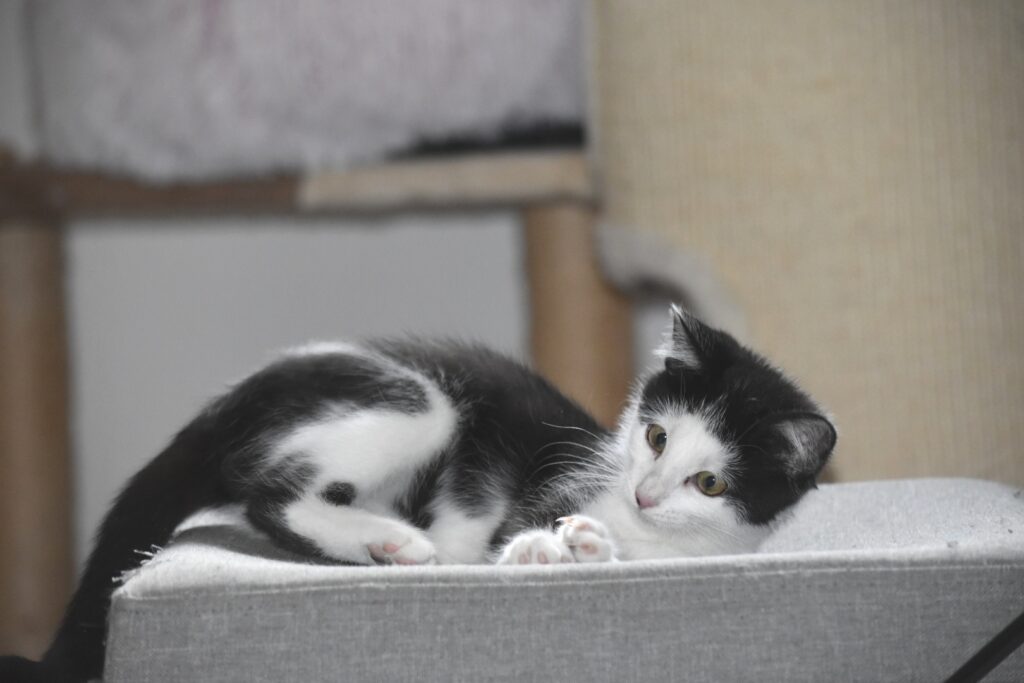 eine kleine schwarz-weiße Katze auf der Liegefläche eines Kratzbaumes
