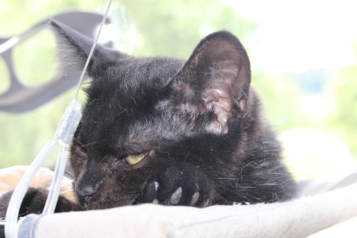 Kopf eine kleinen schwarzen Katze auf einer Liegefläche