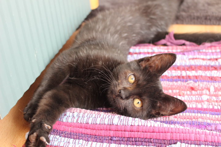 eine kleine schwarze Katze liegt langgestrickt in Seitenlage auf einer bunten Decke