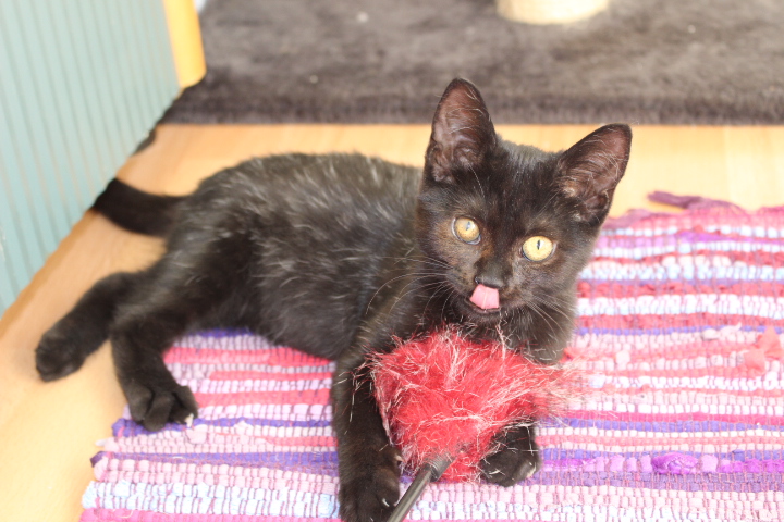 eine kleine schwarze Katze liegt auf einer bunten Decke, vor ihr ein Spielzeug, sie hat die Zunge herausgestreckt