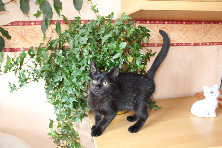 eine kleine schwarze Katze steht auf einem Holztisch, dahinter eine Grünpflanze