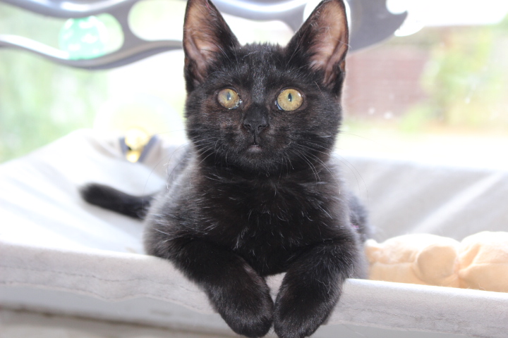 eine kleine schwarze Katze auf der Liegefläche eines Kratzbaumges, die Voerderbeine über den Rand gelegt, schaut mit großen Augen zur Kamera