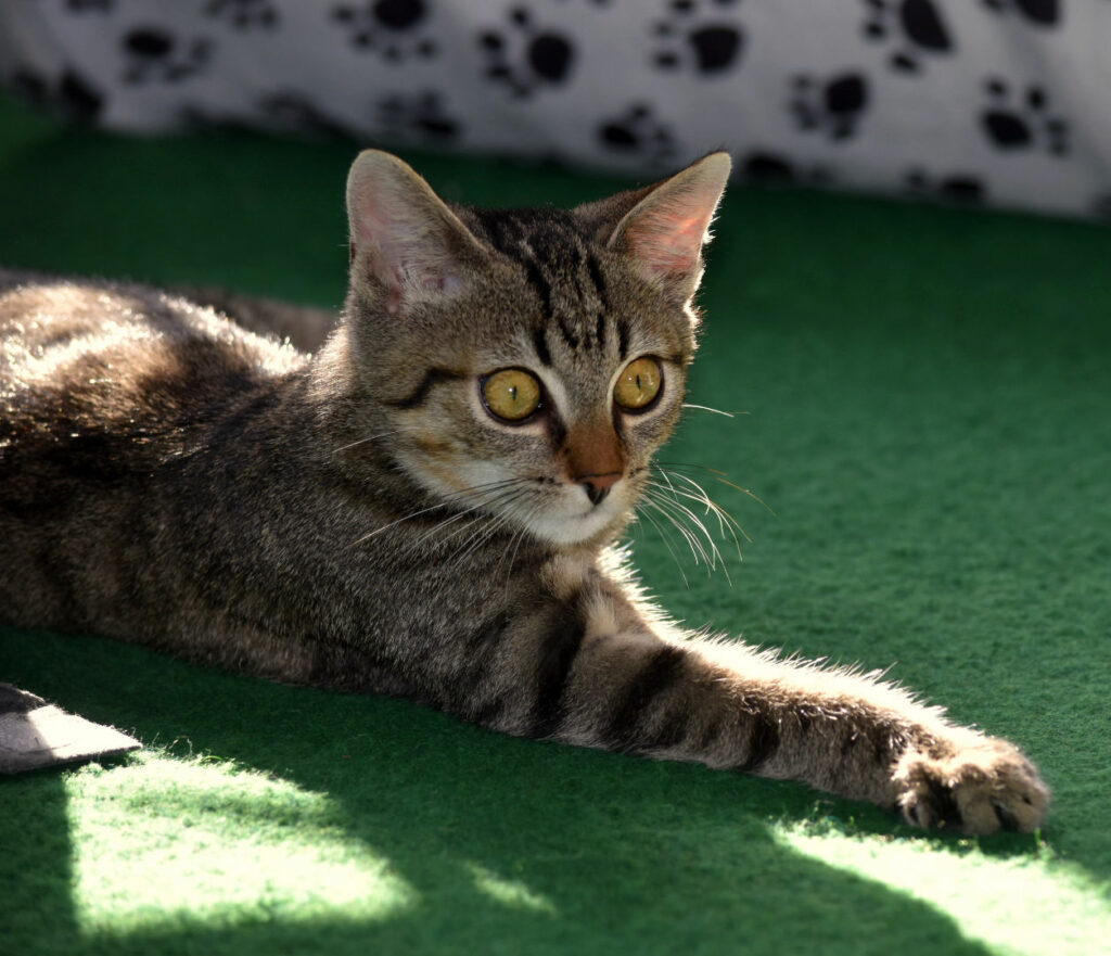 ein kleiner getigerter Kater liegt ausgestreckt auf einer grünen Unterlage