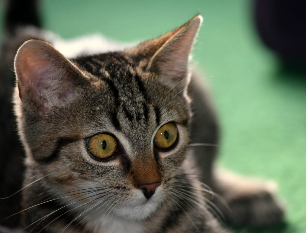 Kopfansicht eines kleinen getigerten Katers