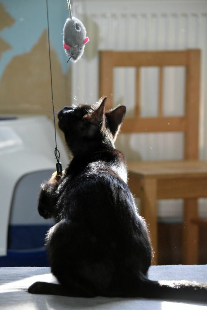 ein kleiner schwarzer Kater greift mit der Pfote nach einer Spielangel