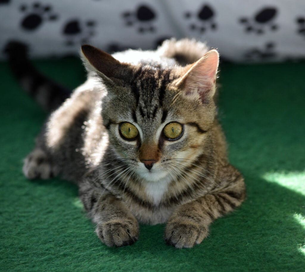 ein kleiner getigerter Kater auf einer grünen Unterlage