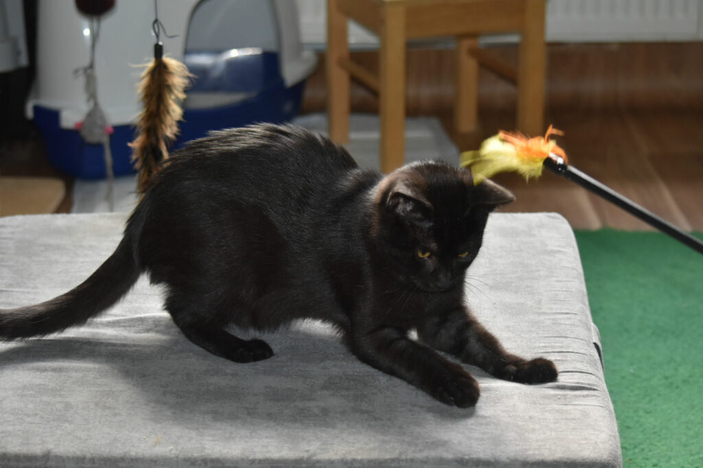 ein schwarzer Kater auf einer grauen Decke, mit einem Spielzeug