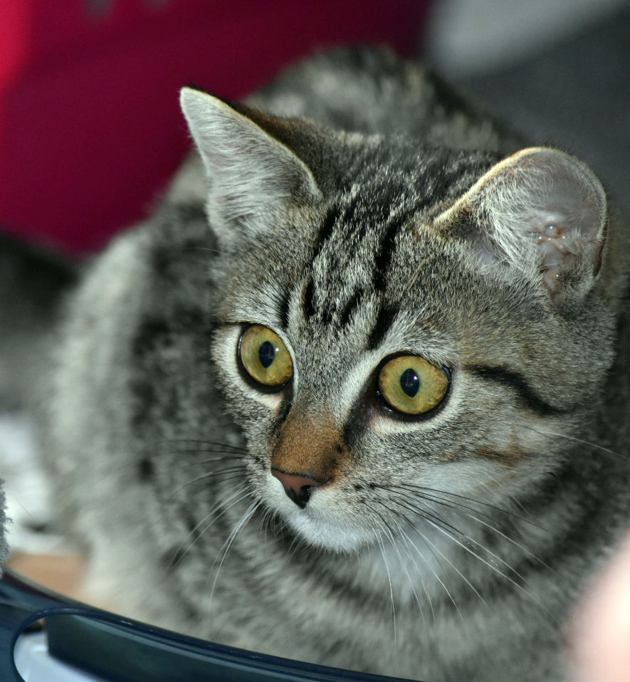 Kopfansicht eines kleinen getigerten Katers