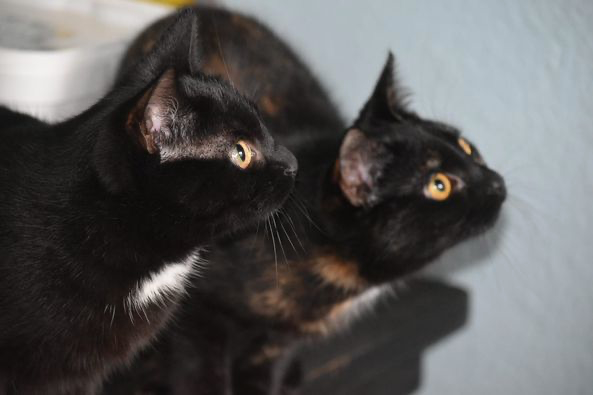zwei schwarze Katzen schauen neugierig mit großen Augen nach rechts oben, beide sitzen direkt nebeneinander.