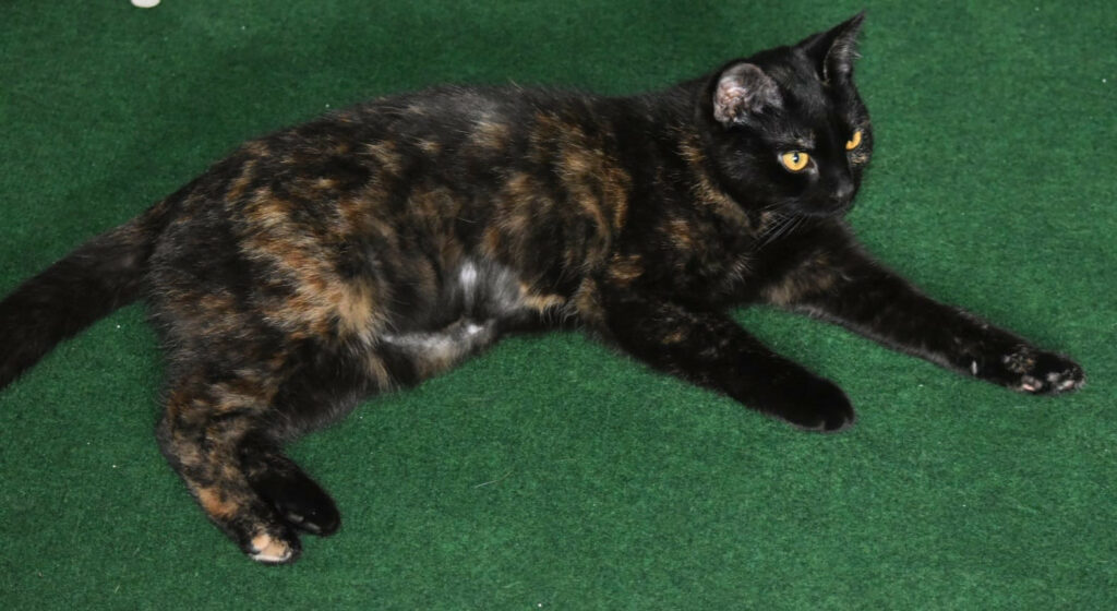 eine Schildpatt-Katze liegt mit ausgestreckten Beinen auf einem grünen Teppich