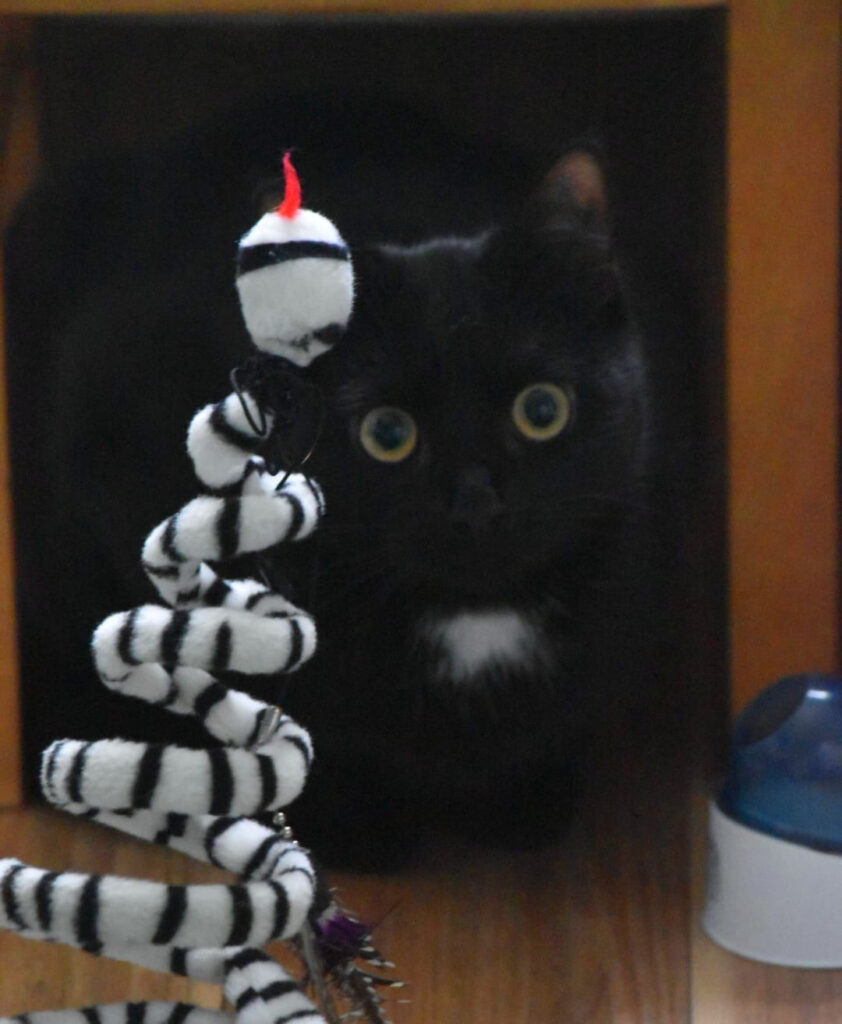 eine schwarze Katze sitzt direkt neben einem Spielzeug, schaut in die Kamera