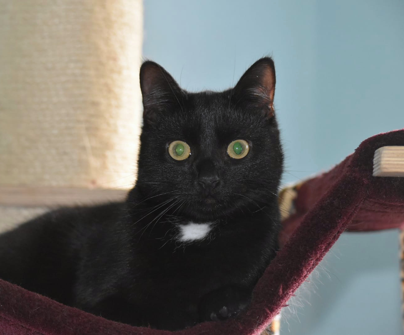 Nahaufnahme einer schwarzen Katze, schaut mit großen Augen in die Kamera