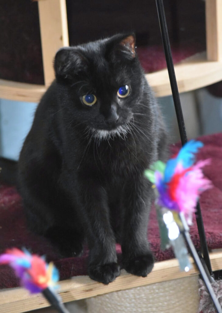 eine schwarze Katze sitzt auf einem Kratzbaum, schaut mit großen blauen Augen in die Kamera